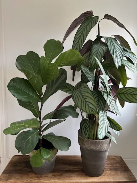 Large plant