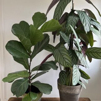 Large plant